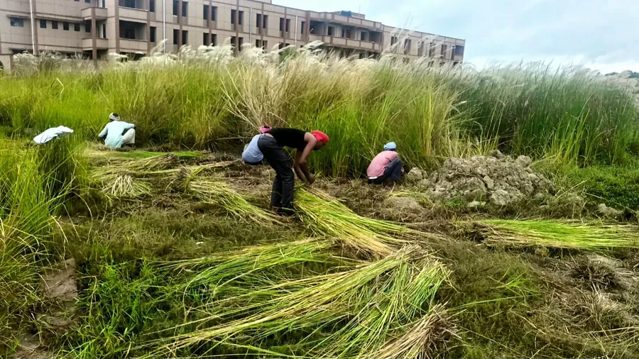 Labourers clearing tall grass in front of a school block